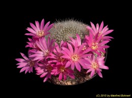 Rebutia senilis v. lilacino-rosea H398 1764 